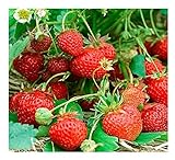 Pack de 200 semillas de fresas de primera calidad para las cuatro estaciones Direct FO-ZJS2-3XAA Foto, mejor precio 14,99 € nuevo 2024