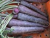 David's Garden Seeds Carrot Purple Sun 1123 (Purple) 200 Non-GMO, Hybrid Seeds Photo, best price $4.45 new 2024