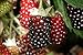 Photo Hello Organics Boysenberry Plants Original Price Includes Four (4) Plants