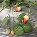 Photo Heirloom Red Strawberry 200+ Seeds