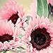 Foto 15 semillas de girasol rosa – semillas de flores de jardín, bonsái, decoración del hogar y la oficina