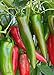 Photo 100 Anaheim Chili Pepper Seeds | Non-GMO | Fresh Garden Seeds
