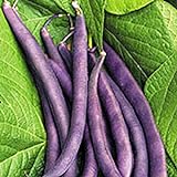Royal Burgundy Bush Bean Seeds, 30 Heirloom Seeds Per Packet, Non GMO Seeds, Isla's Garden Seeds Photo, best price $5.99 ($0.20 / Count) new 2024