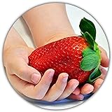 Fresas gigantes - Fragaria Ananassa - Semillas de fresa - 50 semillas - La fresa más grande del mundo - Sabor intenso - Rica en vitaminas Foto, mejor precio 4,49 € nuevo 2024