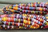 CEMEHA SEEDS - Corn Montana Mix Sweet Non GMO Vegetable for Planting Photo, best price $6.95 ($0.28 / Count) new 2024