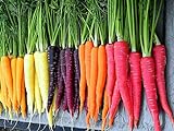500+ Rainbow Carrot Seeds to Grow - Colorful Blend of Exotic Colored Carrots. Edible Vegetables. Made in USA Photo, best price $9.99 new 2024