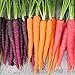 Foto Frisches Obstsamen mit 500Pcs Gemischte Farbe Karottensamen Leckeres Gemüse Obst Garten Farm Pflanze zum Pflanzen Garten Yard Home Landschaftsbau