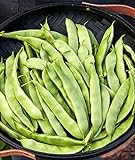Burpee Early Italian Bush Bean Seeds 2 ounces of seed Photo, best price $7.21 ($3.60 / Ounce) new 2024