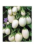 Aubergine White Mini - Eierfrucht - 20 Samen Foto, bester Preis 1,60 € neu 2024