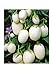 Foto Aubergine White Mini - Eierfrucht - 20 Samen