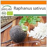 SAFLAX - Ecológico - Rábano - Español Negro - 100 semillas - Raphanus sativus Foto, mejor precio 3,95 € nuevo 2024