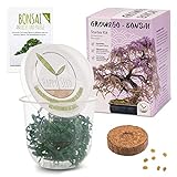 GROW2GO Bonsai Kit incl. eBook GRATUITO - Set con mini invernadero, semillas y tierra - idea de regalo sostenible para los amantes de las plantas (Wisteria) Foto, mejor precio 15,90 € nuevo 2024