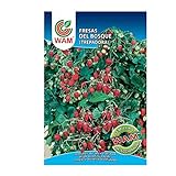 WAM Semillas de Fresas del Bosque, Sobre Clásico 0,15 gr Foto, mejor precio 3,40 € nuevo 2024