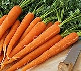 Pelleted - Tendersweet Carrot Seeds - Pelleted - Wow!! These are Sooooo Good!!!!(100 - Seeds) Photo, best price $10.99 ($0.11 / Count) new 2024