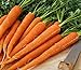 Photo Pelleted - Tendersweet Carrot Seeds - Pelleted - Wow!! These are Sooooo Good!!!!(100 - Seeds)