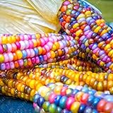Rosepoem Semillas de maíz Indio 30pcs Semillas de maíz Semilla de maíz Arcoiris Foto, mejor precio 4,99 € nuevo 2024