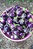 25 Seeds / Purple Eggplant (Baby Eggplants) Photo, best price $9.25 ($0.37 / Count) new 2024