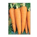 750 Danvers 126 Carrot Seeds | Non-GMO | Fresh Garden Seeds Photo, best price $5.95 new 2024