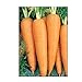 Photo 750 Danvers 126 Carrot Seeds | Non-GMO | Fresh Garden Seeds