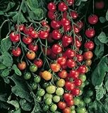 David's Garden Seeds Tomato Cherry Supersweet FBA 1010 (Red) 25 Non-GMO, Hybrid Seeds Photo, best price $6.95 new 2024