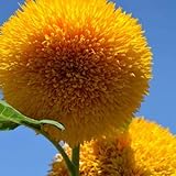 Teddy Bear Sunflower Seeds | 20 Seeds | Exotic Garden Flower | Sunflower Seeds for Planting | Great for Hummingbirds and Butterflies Photo, best price $6.96 ($0.35 / Count) new 2024