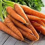 Tendersweet Carrot Seeds - 50 Count Seed Pack - Non-GMO - Rich-Orange Colored Roots are coreless, Crisp and Very Sweet. Perfect for Canning, juicing, or Eating raw. - Country Creek LLC Photo, best price $2.29 new 2024