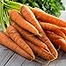 Photo Tendersweet Carrot Seeds - 50 Count Seed Pack - Non-GMO - Rich-Orange Colored Roots are coreless, Crisp and Very Sweet. Perfect for Canning, juicing, or Eating raw. - Country Creek LLC