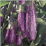 Unbrandred Fairy Tale Eggplants Seeds (25+ Seeds)(More Heirloom, Organic, Non GMO, Vegetable, Fruit, Herb, Flower Garden Seeds (25+ Seeds) at Seed King Express) Photo, best price $3.69 new 2024