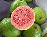 Guayaba frutas tropicales Psidium guajava semillas de árboles de guayaba exótica comestible 15 SEMILLAS Foto, mejor precio 1,99 € nuevo 2024