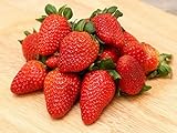 200 Seeds Strawberry Seeds Non-GMO Fruit Seeds Organic Garden Photo, best price $10.49 ($148.79 / Ounce) new 2024