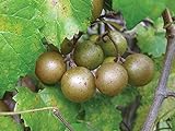 15 Seeds of Bronze Scuppernong (Muscadine) Female Native Heirloom Grape Non GMO Photo, best price $15.99 new 2024