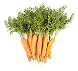 Carrot Vegetable Seeds for Planting Home Garden Outdoors - Little Finger Baby Carrot Seeds! Photo, best price $5.99 new 2024