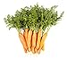 Photo Carrot Vegetable Seeds for Planting Home Garden Outdoors - Little Finger Baby Carrot Seeds!
