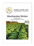 BIO-Kohlsamen Westlandse Winter Grünkohl Portion Foto, bester Preis 1,95 € neu 2024