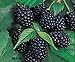 Photo Redeo 2 Chester Thornless BlackBerry Plants, Organically Grown, Best in Zone 5-9.