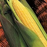 TomorrowSeeds - Kandy Korn Yellow Sweet Corn Seeds - 90+ Count Packet - Red Purple Husk EH Hybrid Untreated Golden Early Harvest Non GMO Photo, best price $8.80 ($0.10 / Count) new 2024