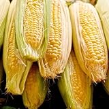 Sugar Buns Sweet Yellow Corn, 75 Heirloom Seeds Per Packet, (Isla's Garden Seeds), 90% Germination Rates, Non GMO Seeds, Botanical Name: Zea mays Photo, best price $6.75 ($0.09 / Count) new 2024