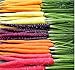 Photo MySeeds.Co Big Pack - (3,500+) Rainbow Mix Carrot Seeds - Atomic Red, Bambino Orange, Cosmic Purple, Lunar White and Solar Yellow Seeds (Big Pack - Carrot Rainbow Mix)
