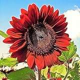 RattleFree Velvet Queen Sunflower Seeds for Planting | Heirloom | Non-GMO | 50 Sunflower Seeds per Planting Packet | Fresh Garden Seeds Photo, best price $7.95 ($0.16 / Count) new 2024