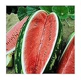 David's Garden Seeds Fruit Watermelon Allsweet 1429 (Red) 50 Non-GMO, Heirloom Seeds Photo, best price $3.45 new 2024