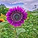 Foto 100 unids/bolsa Non-GMO Anuales altamente ornamentales Fast Crecimiento Purple Margarita Plántulas Semillas de girasol para jardinería, Mini Bonsai Semillas para el jardín Semillas de girasol Un