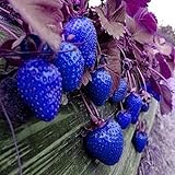MITRAEE 100pcs Blue Strawberry Fruit Seeds Photo, best price $9.90 new 2024