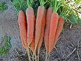 Bulk Organic Carrot Seeds Scarlet Nantes (1/2 Lb) Photo, best price $14.95 new 2024