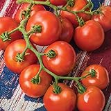 Burpee 'Fourth of July' Hybrid | Red Slicing Tomato | 50 Seeds Photo, best price $8.75 new 2024