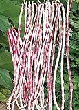 Long Bean Seeds 10g Snake Yard-Long Asparagus Bean Red Noodle Pole Bean Garden Vegetable Organic Green Fresh for Planting Outside Door Cooking Dish Taste Sweet Delicious (Bean Seeds-Mix) Photo, best price $7.99 ($19.98 / Ounce) new 2024