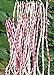 Photo Long Bean Seeds 10g Snake Yard-Long Asparagus Bean Red Noodle Pole Bean Garden Vegetable Organic Green Fresh for Planting Outside Door Cooking Dish Taste Sweet Delicious (Bean Seeds-Mix)