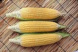 Sugar Buns Hybrid Corn Seeds Photo, best price $5.99 new 2024