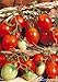 Photo Salerno Seeds Grape Tomato Piennolo Del Vesuvio Pomodoro Heirloom Tomato 3 Grams Made in Italy Italian Non-GMO