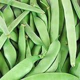 Roma II Bush Beans, 50 Count Seed, Planting, Non-GMO Bush Bean, Country Creek Acres Brand Photo, best price $3.99 ($0.08 / Count) new 2024