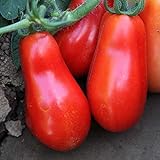 Organic San Marzano Short Vine Tomato ~25 Seeds - Organic, Heirloom, Open Pollinated, Non-GMO, Farm & Vegetable Gardening Seeds Photo, best price $2.99 new 2024